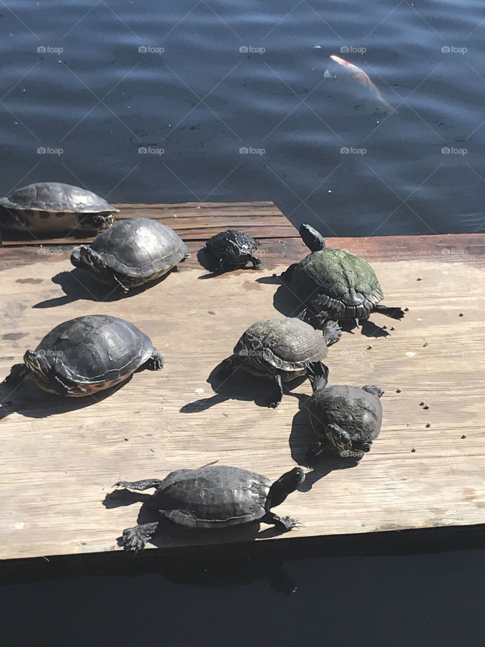 Turtles