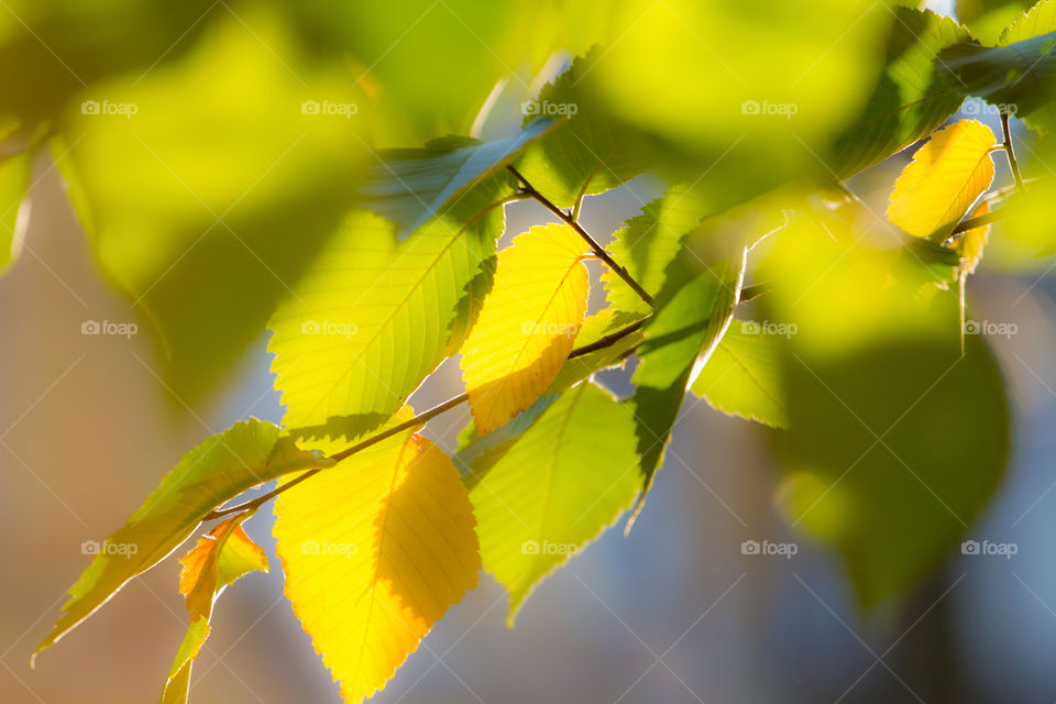 Autumn yellow leafs on the branch in backlight 