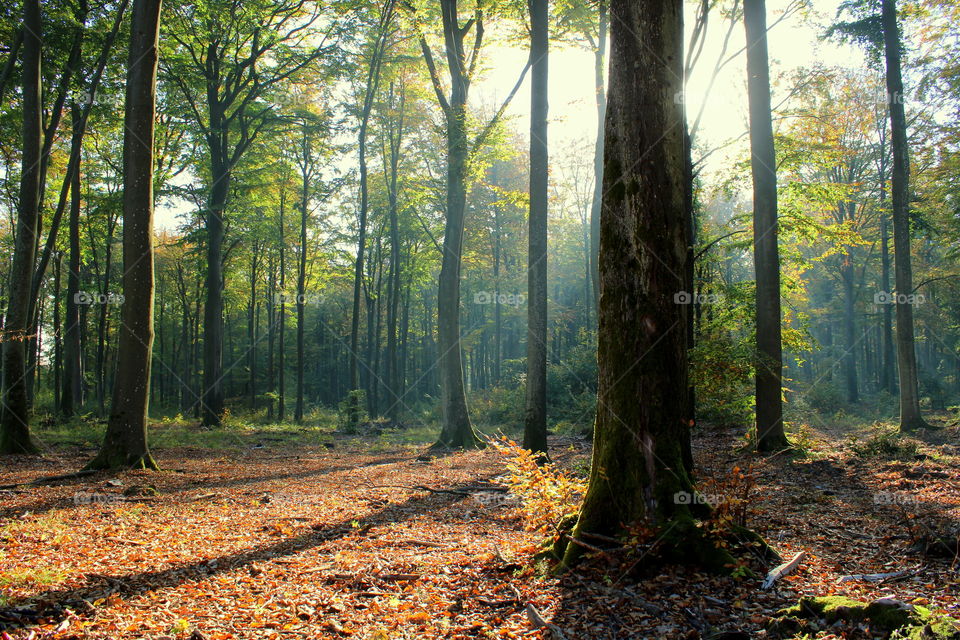 Trees in autumn forest and sun rays