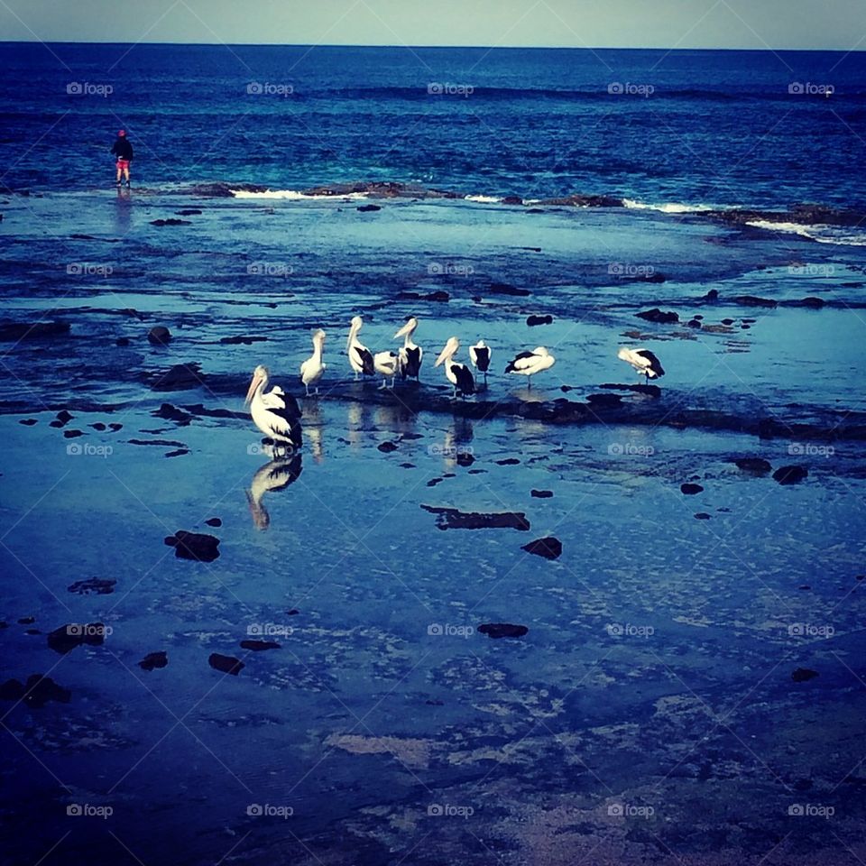 Pelicans at beach