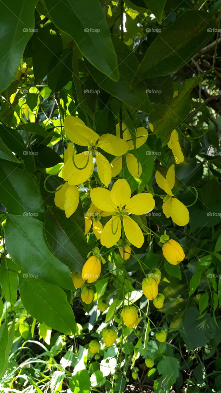 Ahala flower