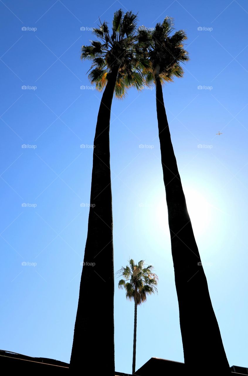 Palm trees