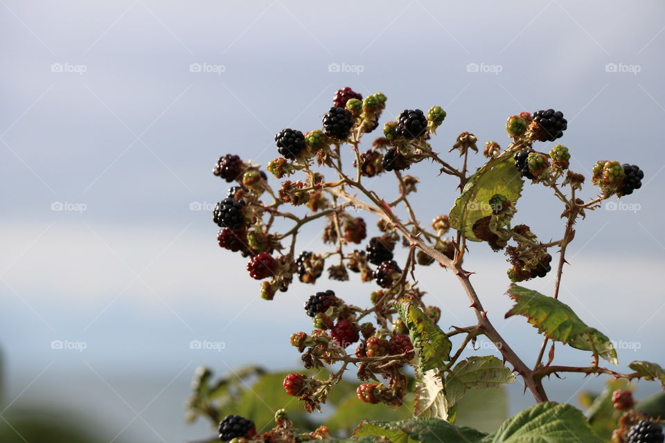 Autumn with blackberries 