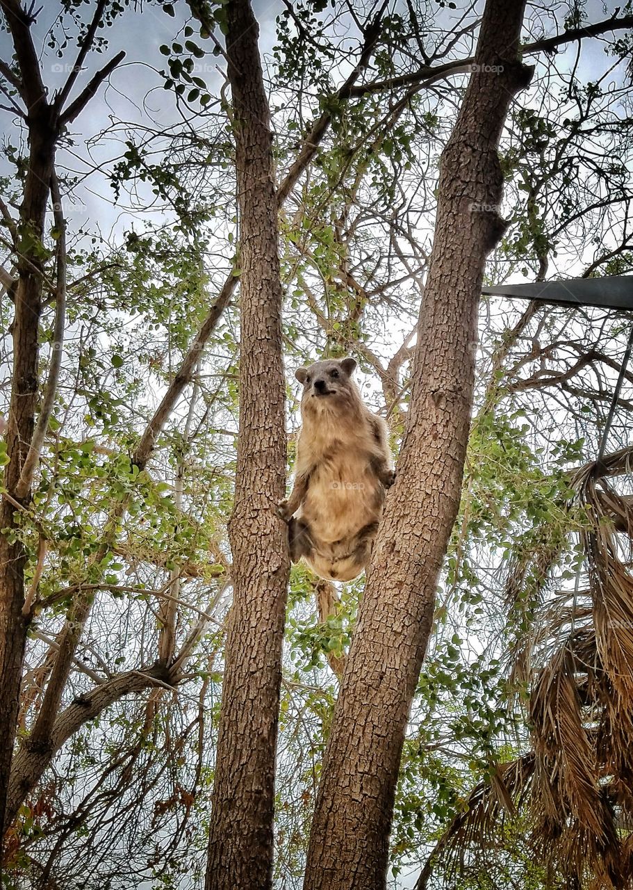 Rock Hyrax