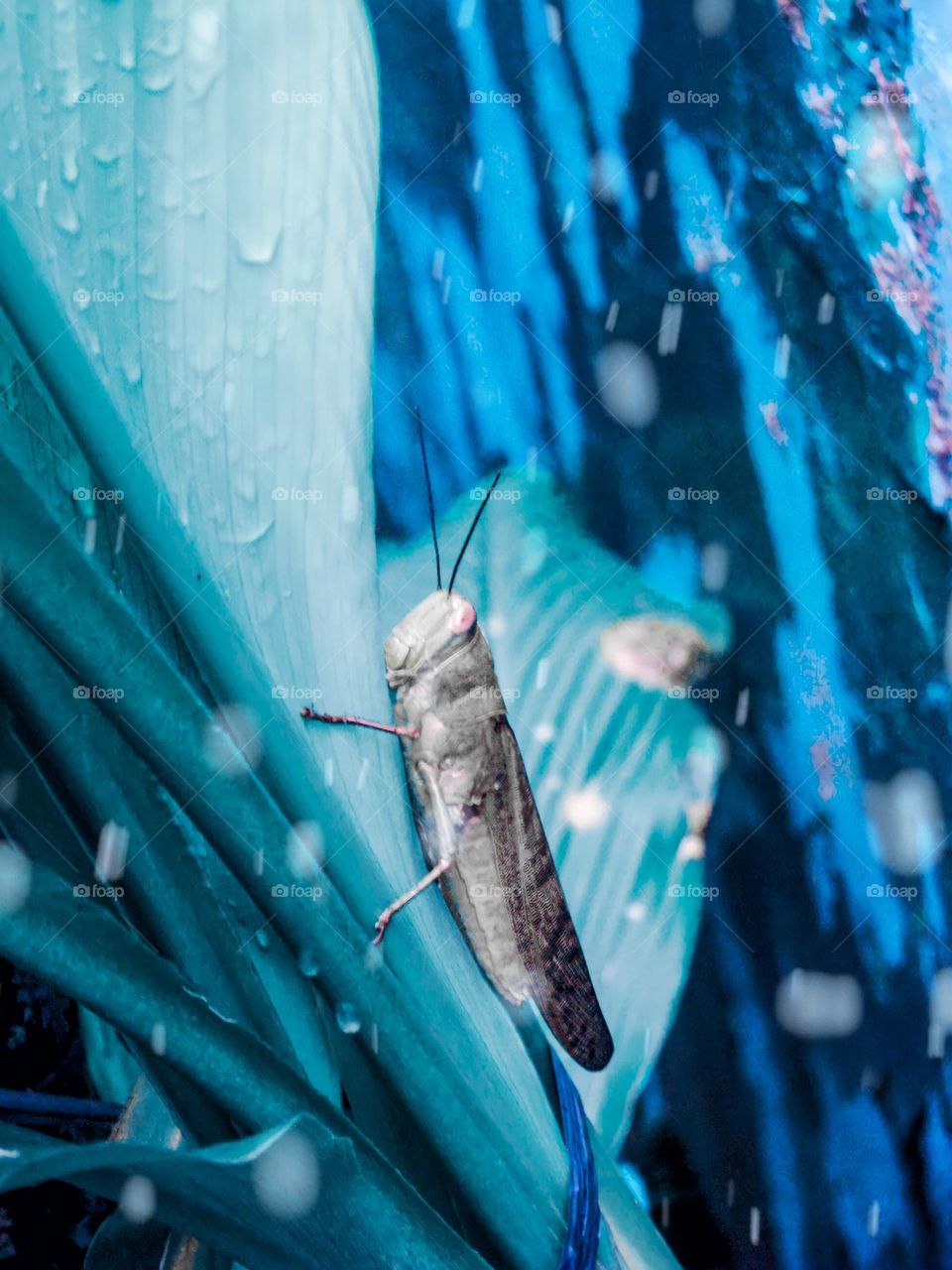 Close-up of a grasshopper sitting on a leaf as winter hits its body in high angle view