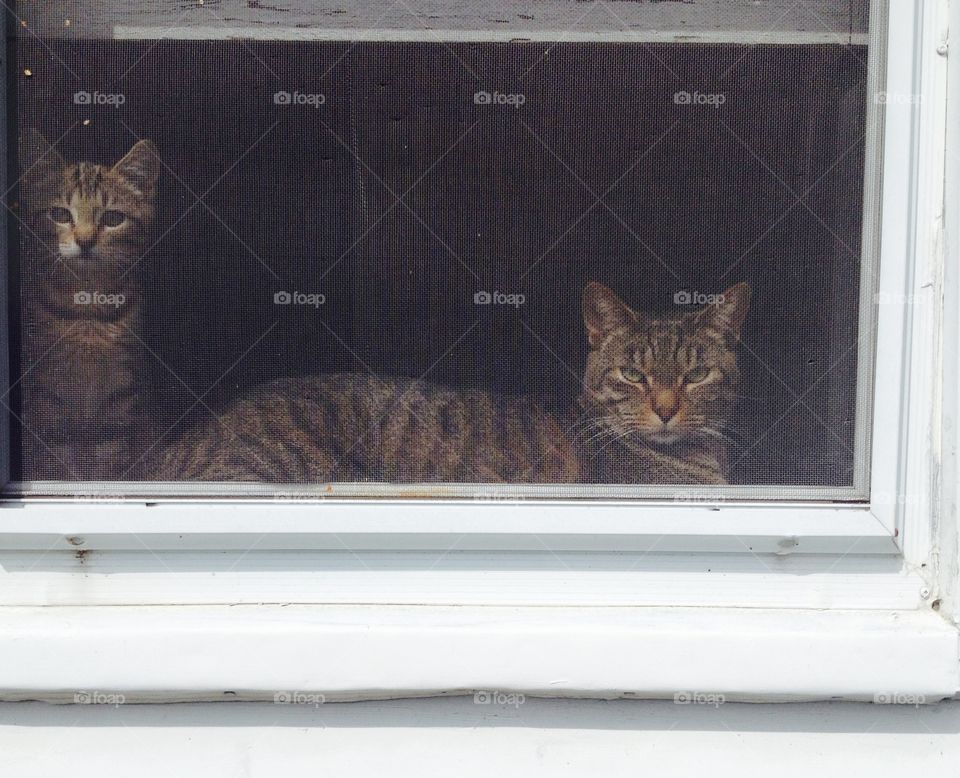Kitties watching out window
