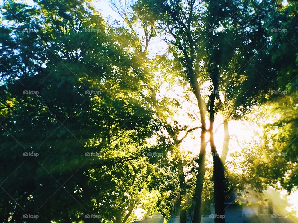 Early morning summer sunlight streaming through tall, green, leafy trees