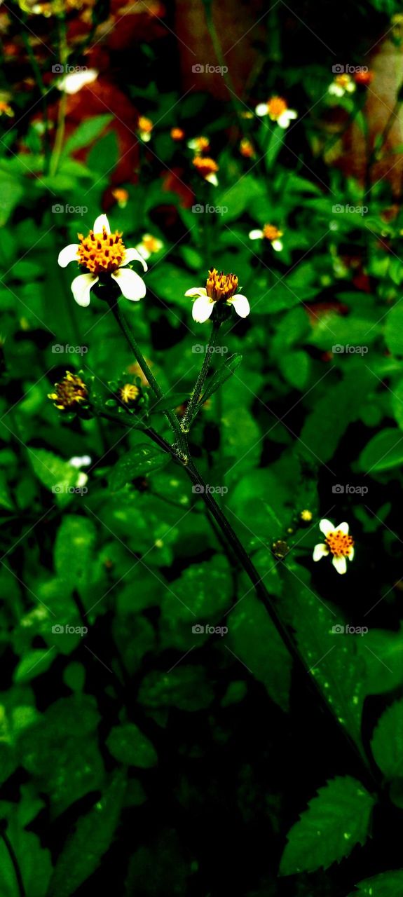 naturelove, beautiful, flower