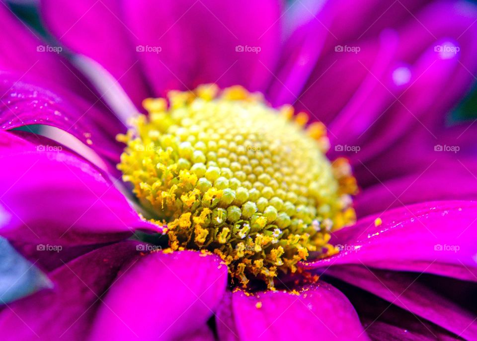 Complementary Colors, Flower