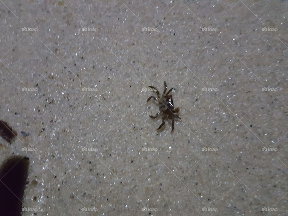 found this little guy scuttling across the beach
