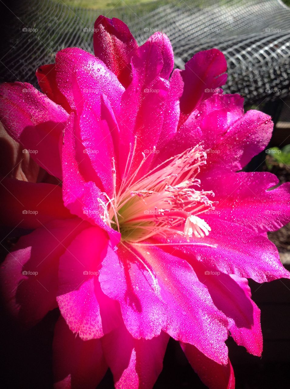 Rare pink cactus flower