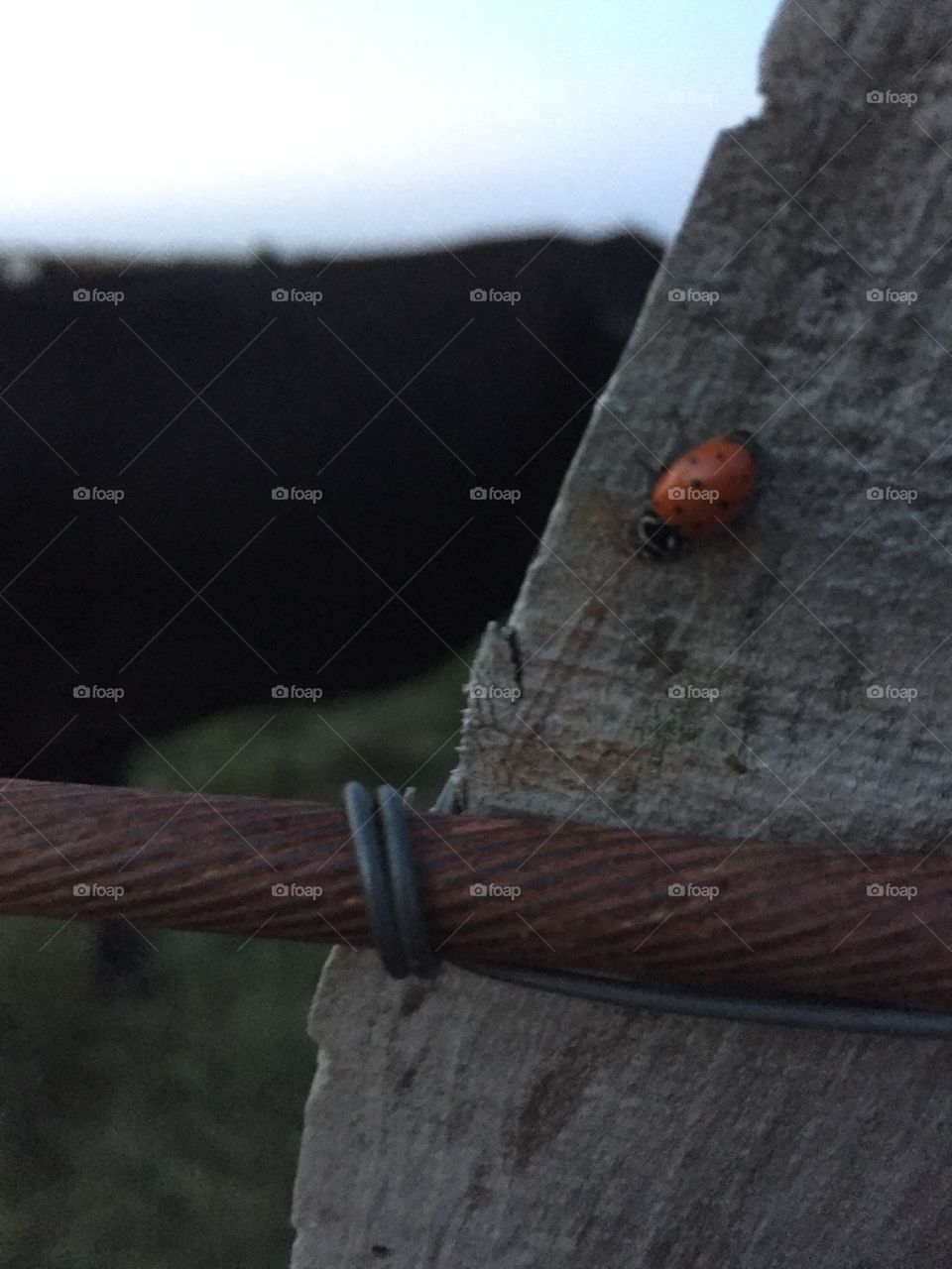 Lone ladybug