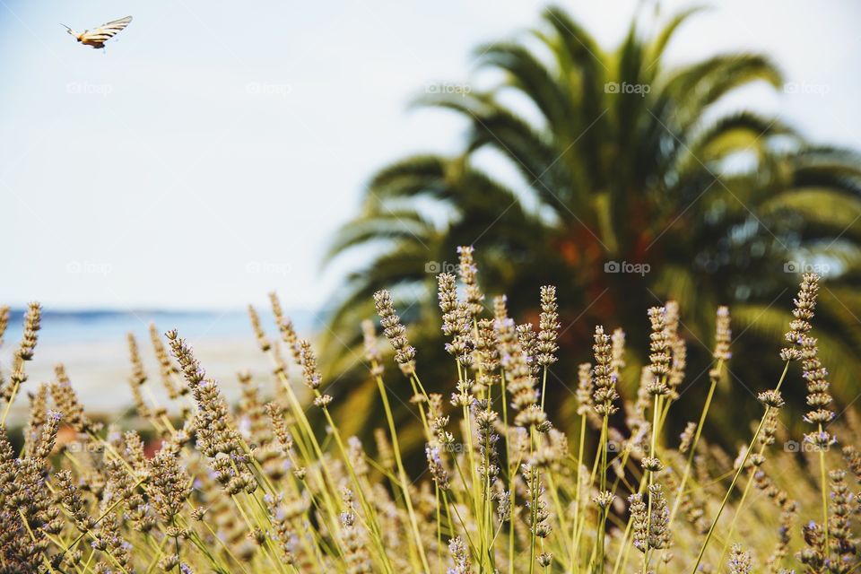 Lavender and palmtrees