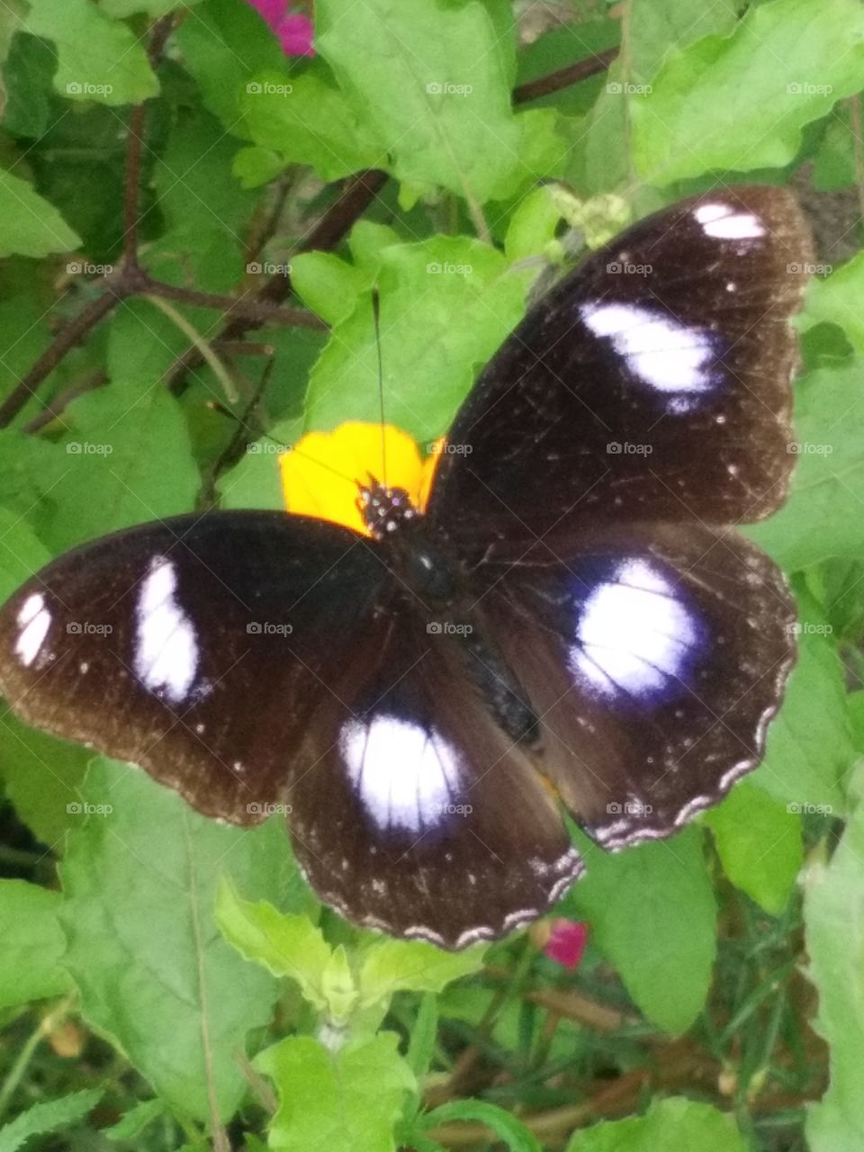 beautiful black and white dotted butterfly amazing on yellow flora