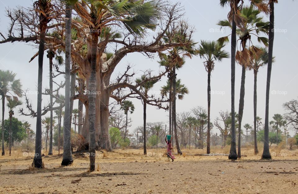 Woman walking between palm trees and baobabs carrying a container on her head