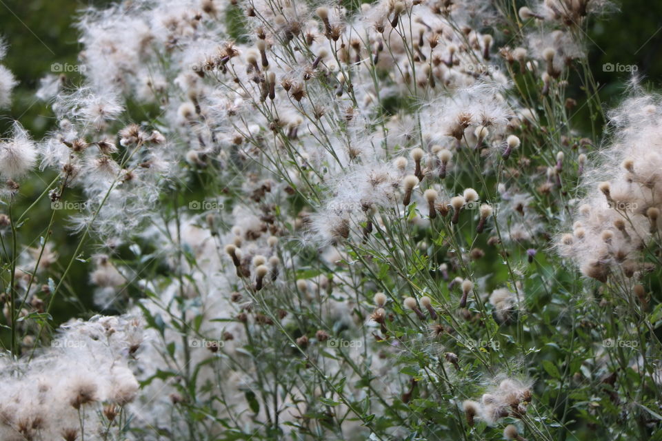 Flowers are drying on  plants, smells like fall