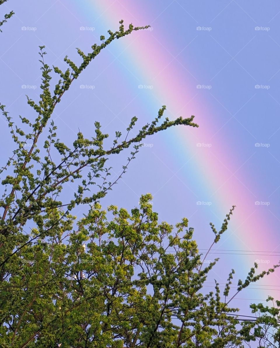 The rainbow shines in the sky above the tree