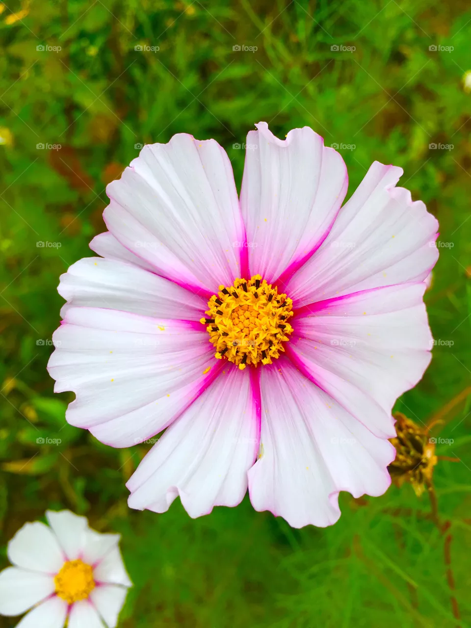More cosmos