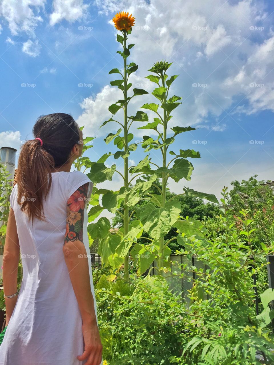 A beautiful moment into the plants. A woman is looking a big plant of sunflower