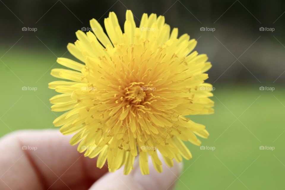 Holding a Dandelion 