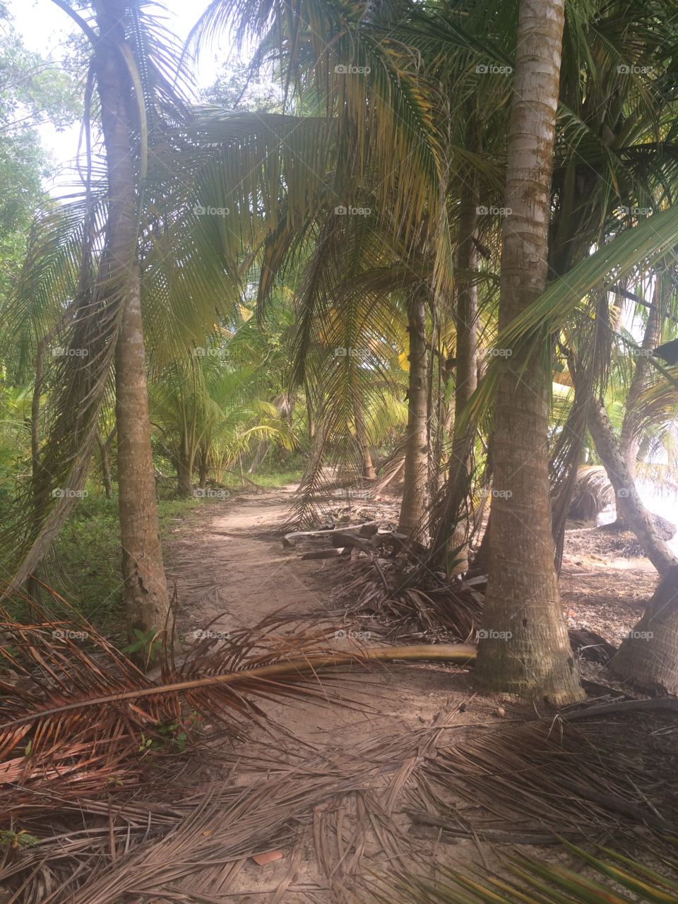 Island Paths 