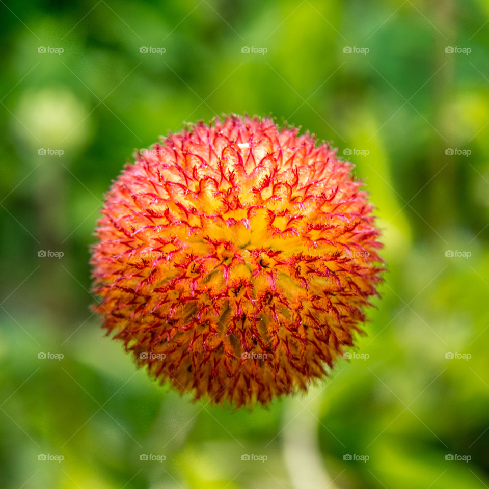 Elevated view of red flower