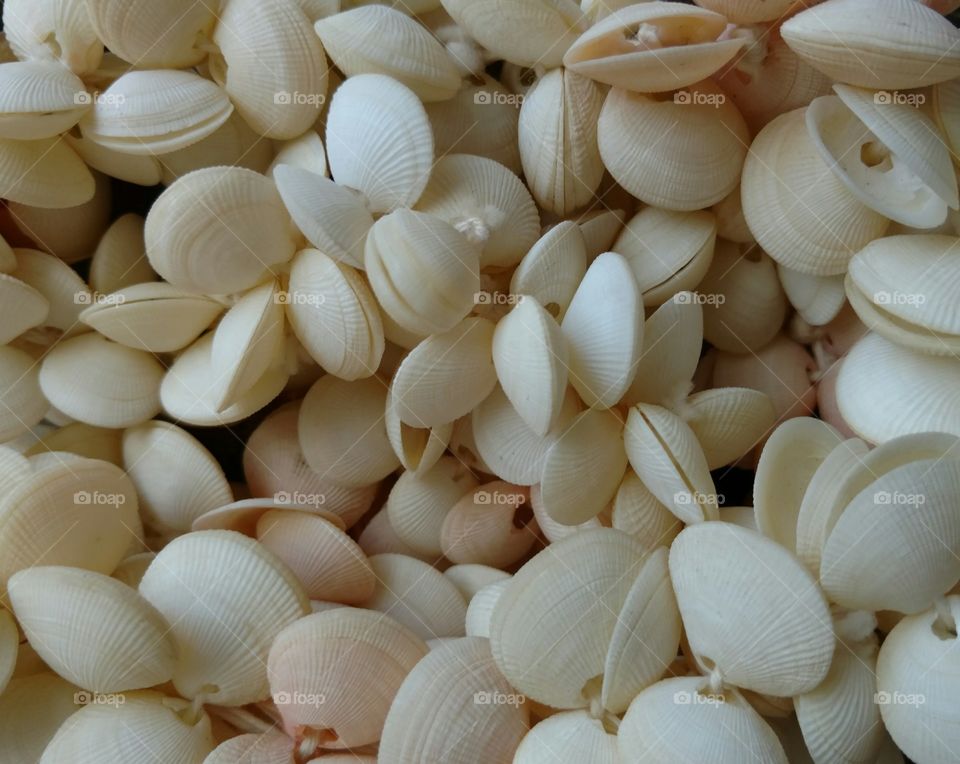 Sea shells