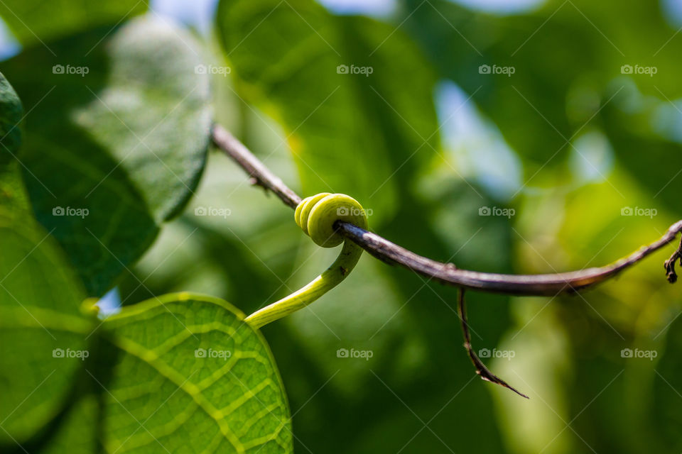 vine plant holding onto a twig