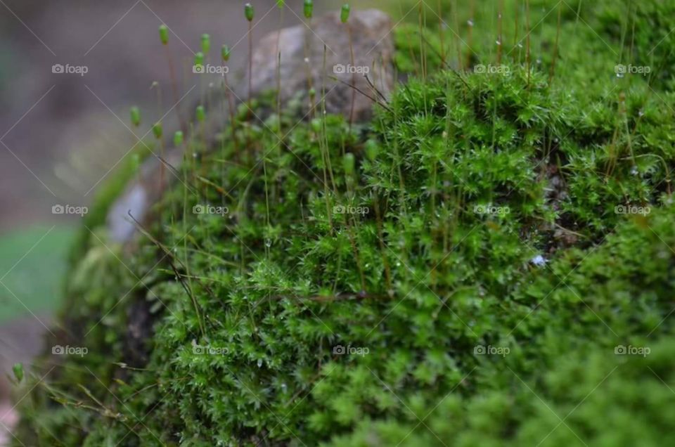 Nature in the rainforest