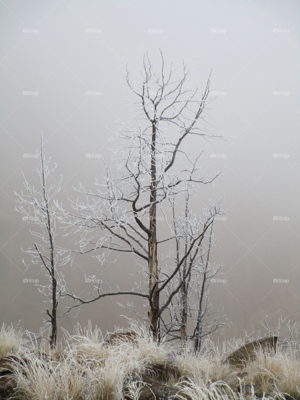 A fresh coat of frost on trees and wild grasses with Smith Rock slightly visible through morning fog on a Central Oregon morning. 