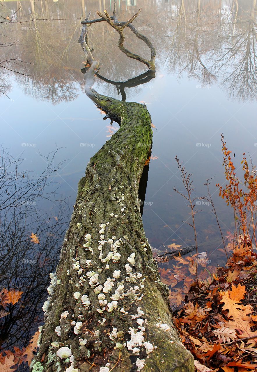Fallen Tree in Water