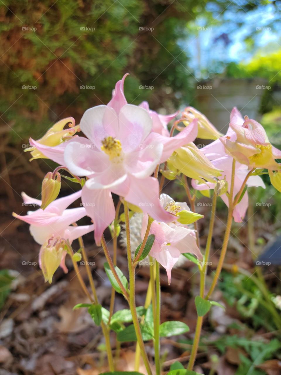 Pale pink spring flowers