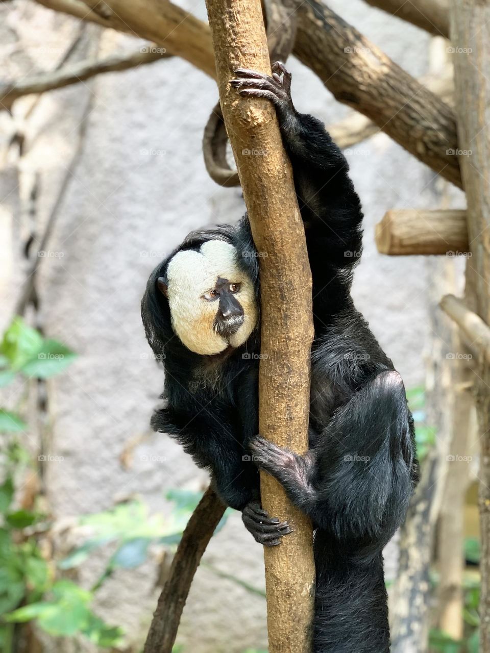 Sloth hanging on the trees 