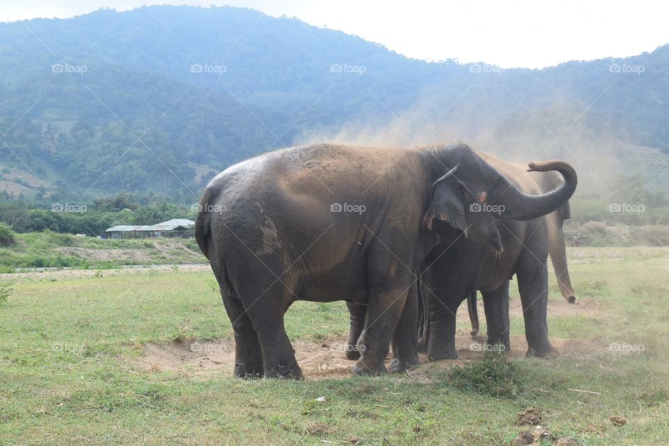 Elephants