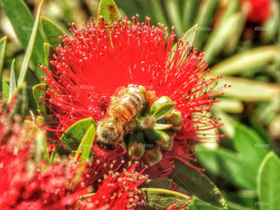 Bees On A Red Flower. Pollination At Work
