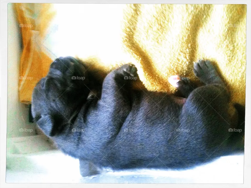 Puppy