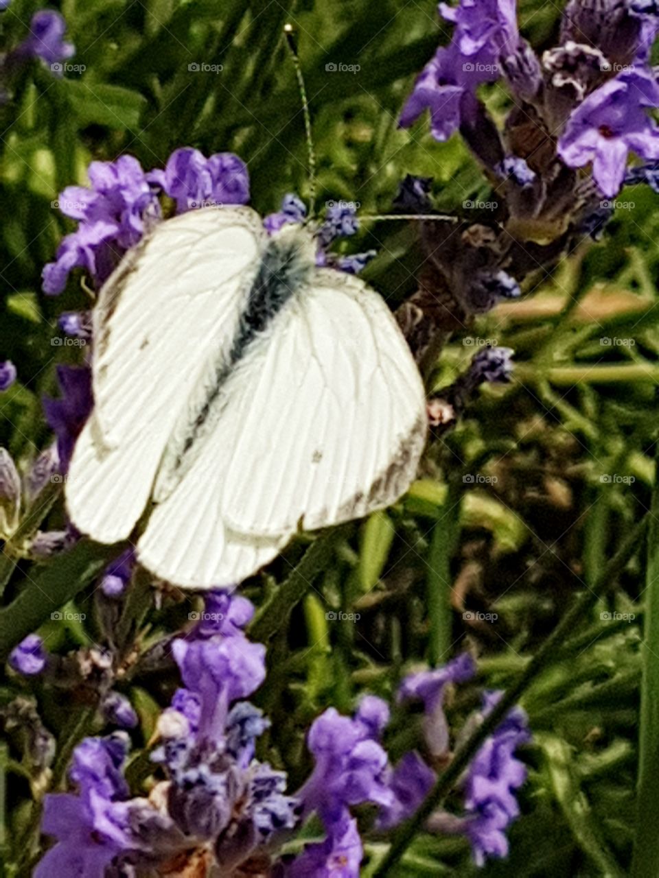 kohlweissling auf lavendel