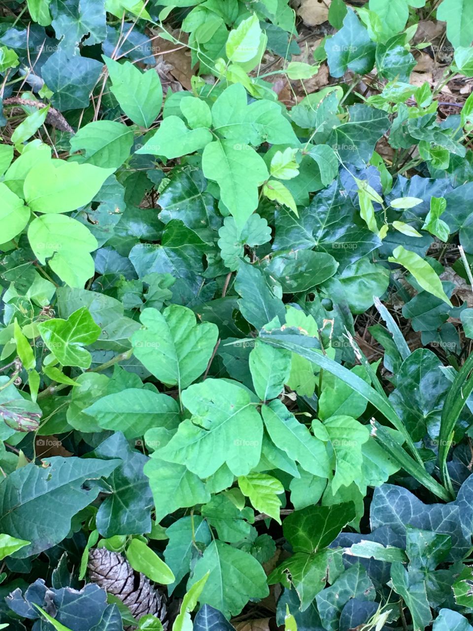 Poison Ivy on the ground.