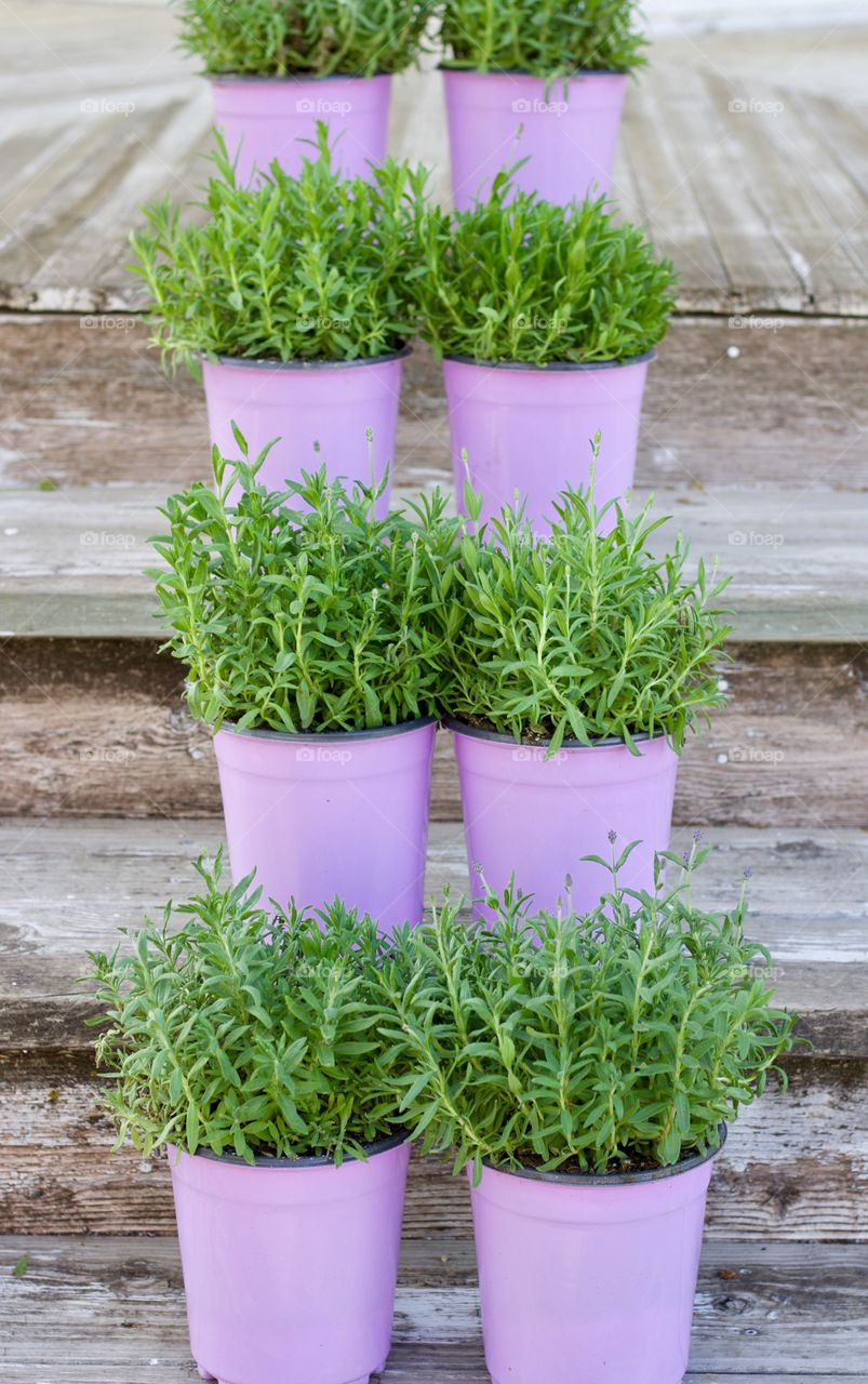 Symmetry Everywhere - lavender bushes in lavender pots arranged vertically on wooden steps