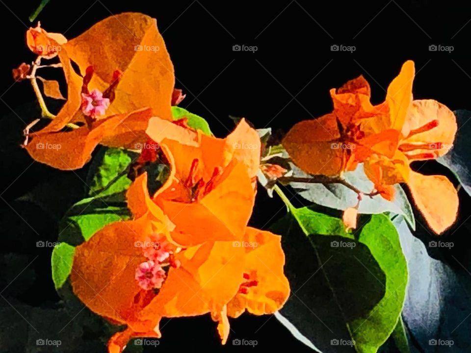 beautiful and multicolor flowers