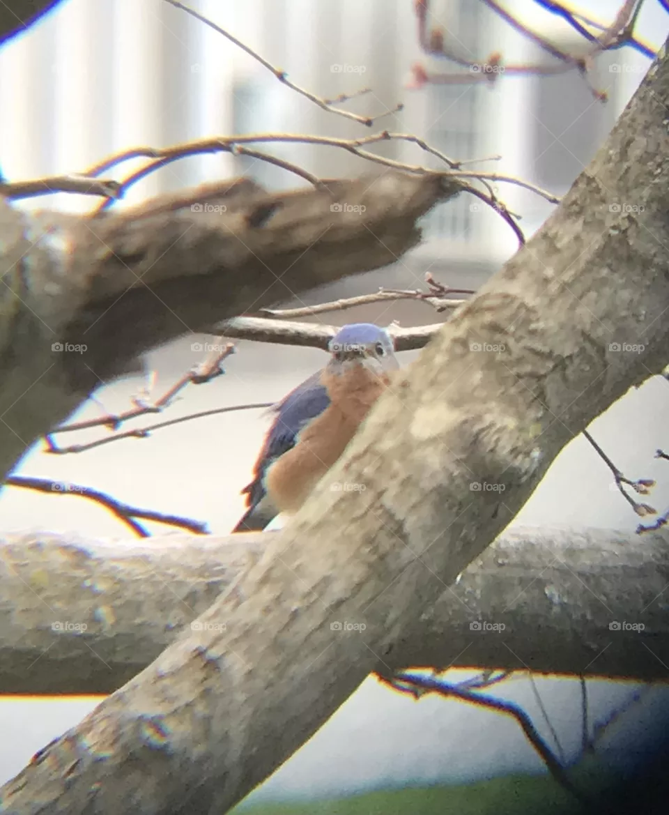 Bluebird 