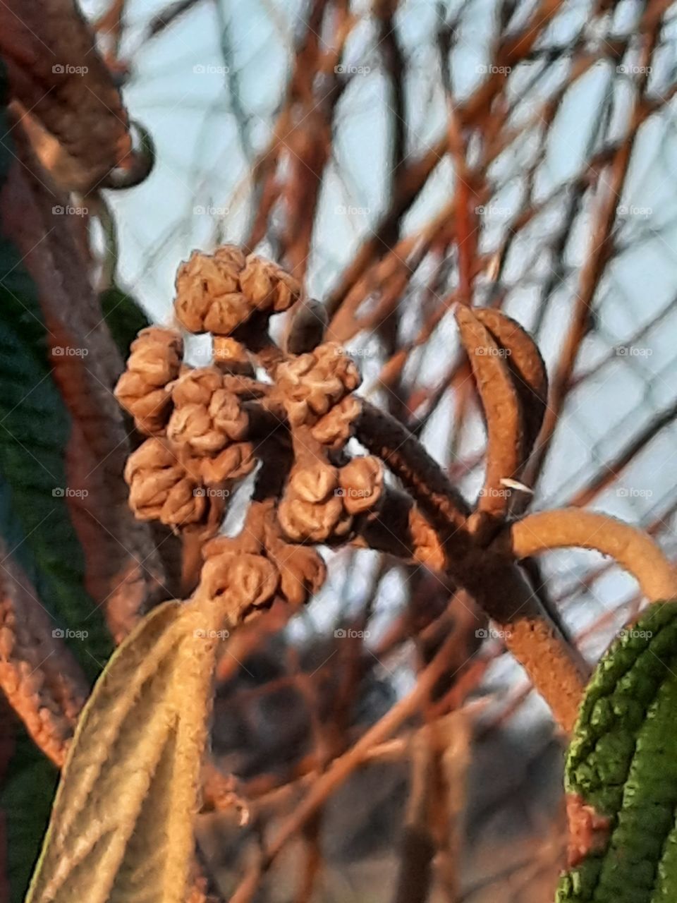 sunlit closed buds of  viburnum  flowers at golden hour