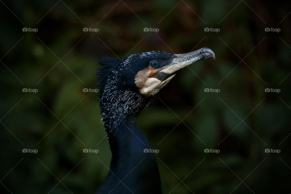 Cormorant 