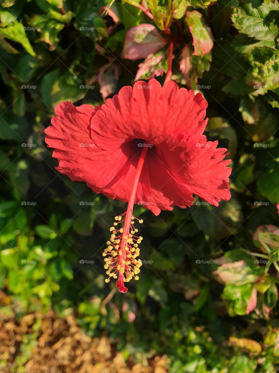 the beautiful flowers