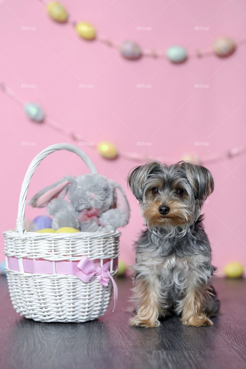 Yorkshire terrier dog with Easter basket on pink background. 