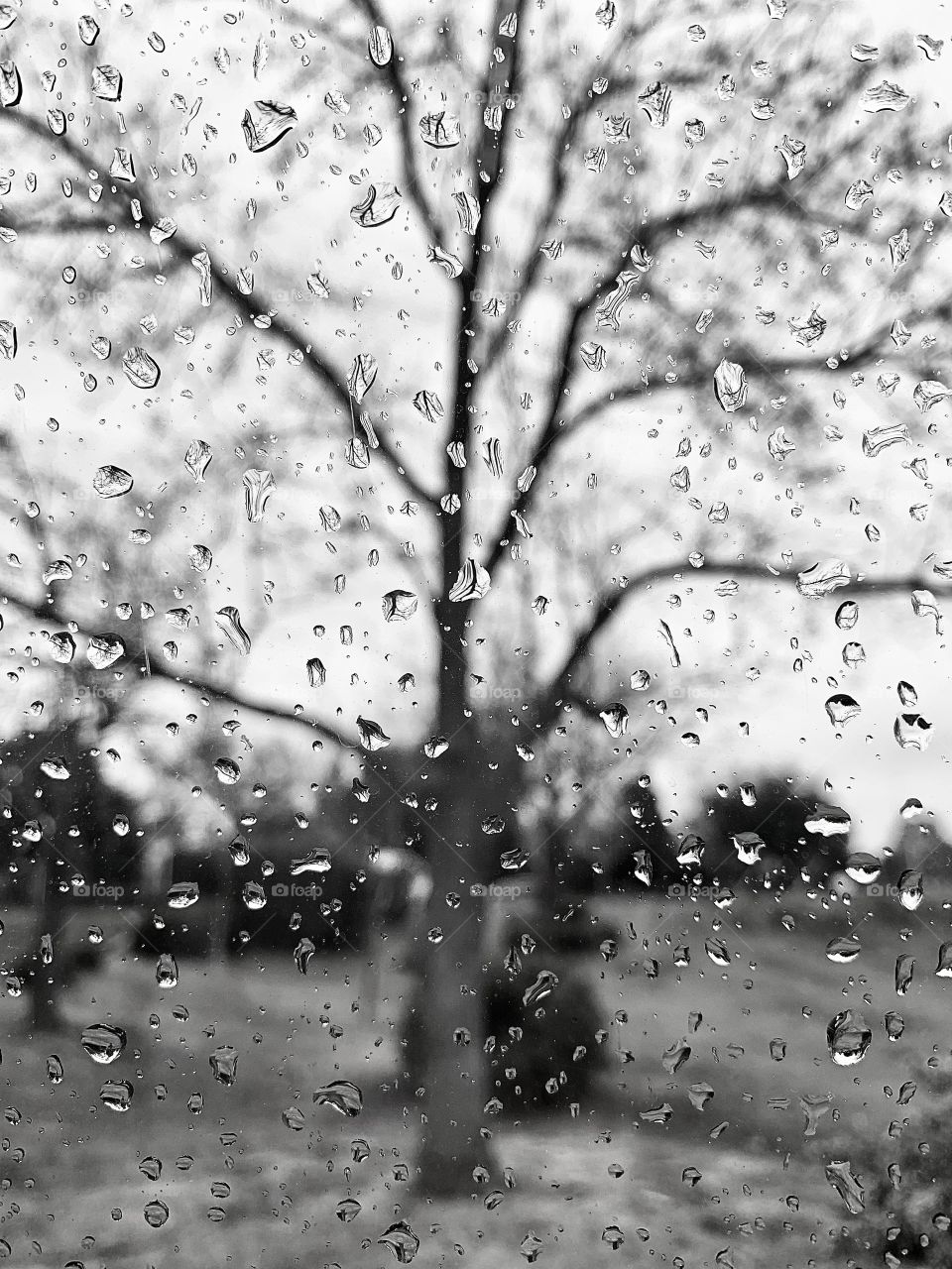 Trees in the rain - raindrops on the window 