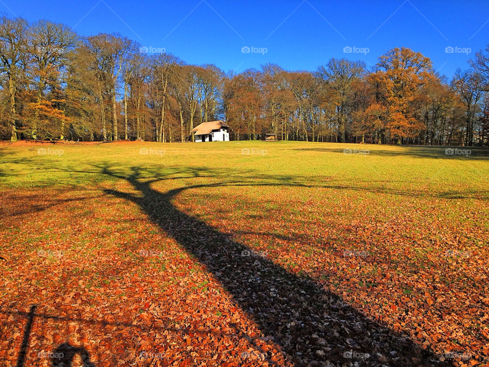 trees park fall autumn by vienesse