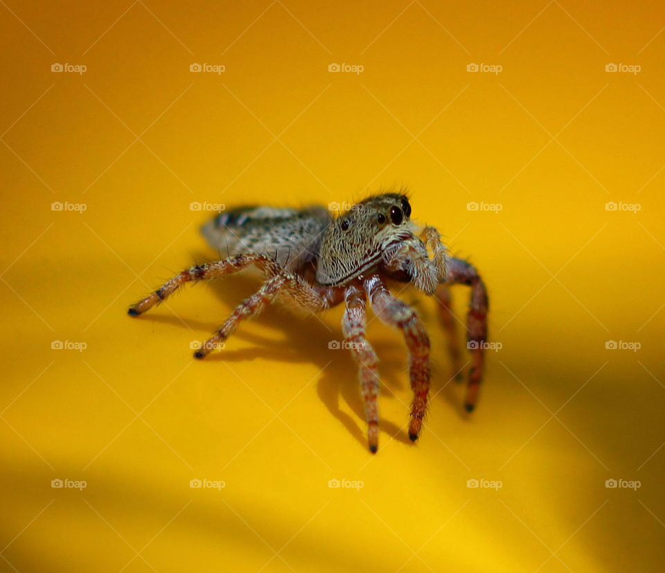 Jumping Spider. I found this spider on my car one day.