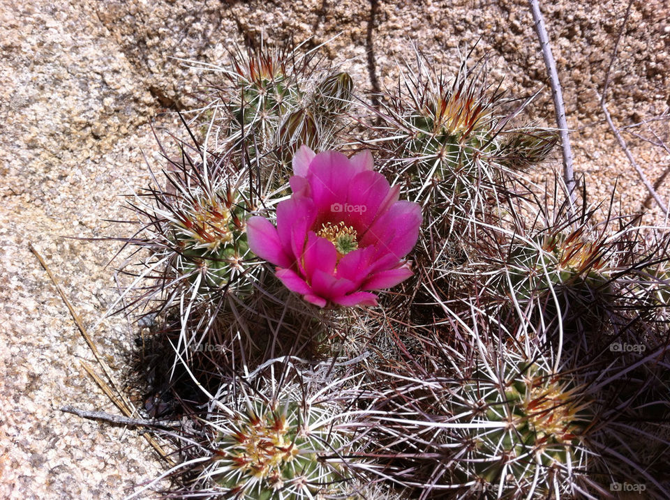 nature flower cactus desert by mister_ecks