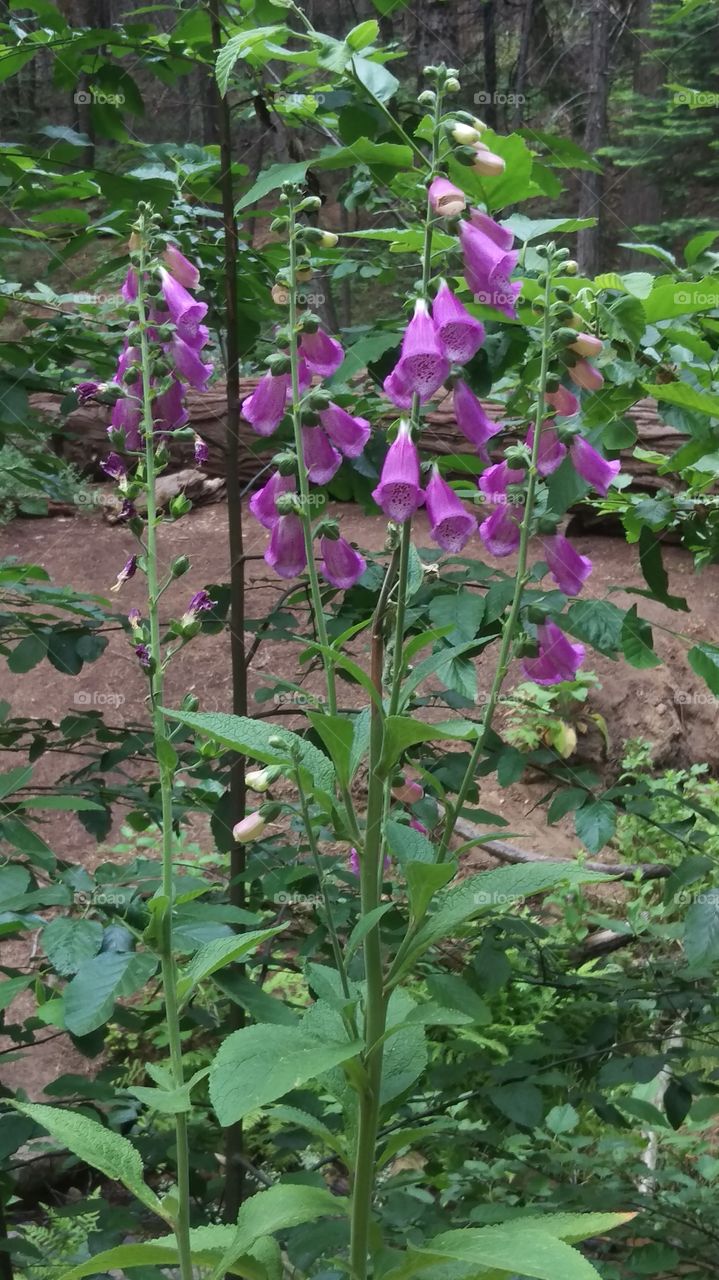 purple wildflowers in the forest